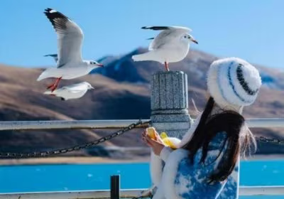 Traveler photo: Seagulls hover above the blue water of Yamdrok lake, one of the highlights during the overland tour from Lhasa to EBC. (December 2025)	