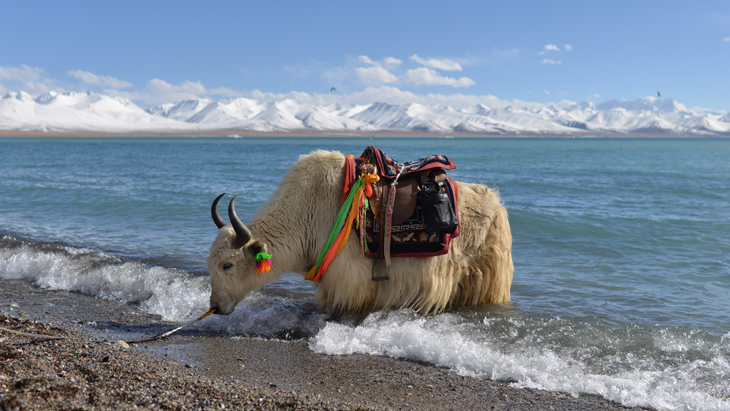 Namtso Lake and Yak