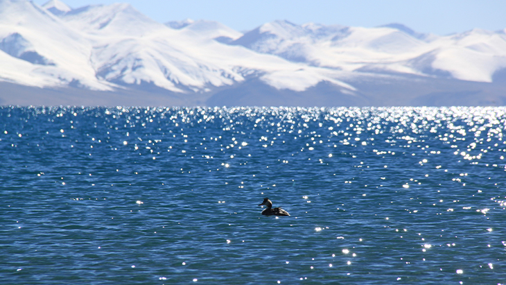 Namtso Lake and Bird