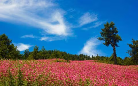 10 Days Scenic Nepal Bhutan Tour