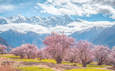 10 Days Chongqing Nyingchi Peach Blossom Train Tour