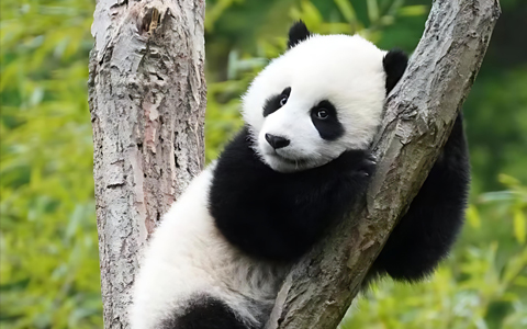 10 Days Xian Lhasa Chengdu Train Tour