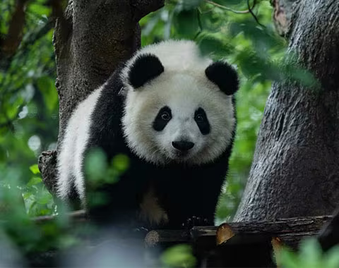 11 Days Chengdu to Tibet Everest Base Camp Group Tour by Train and back to Chengdu by Flight