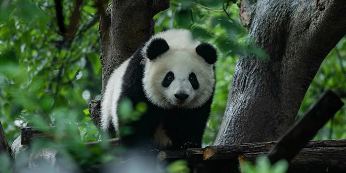 11 Days Chengdu to Tibet Train Group Tour with Mt.Everest