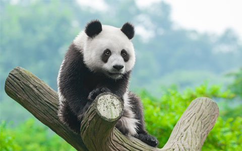 12 Days Chengdu, Lhasa, Namtso Lake, and Kathmandu Tour with Tibet Train Experience