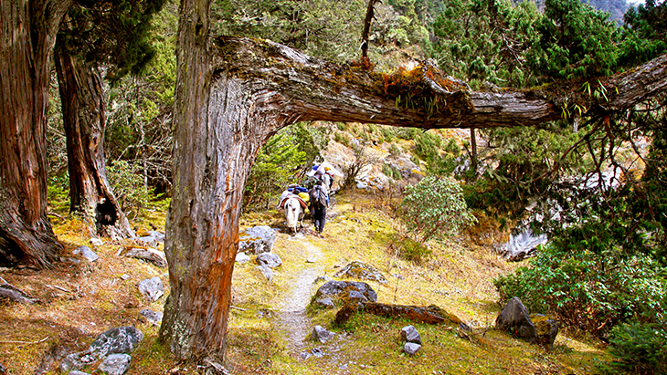 Trek through the Forest in Gama Valley