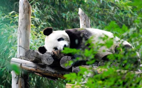 6 Days Classic Chengdu and Tibet Tour 