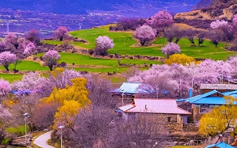 7 Days Chengdu Nyingchi Peach Blossom Tour
