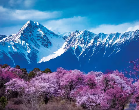 8 Days Nyingchi Peach Blossom Festival Small Group Tour 