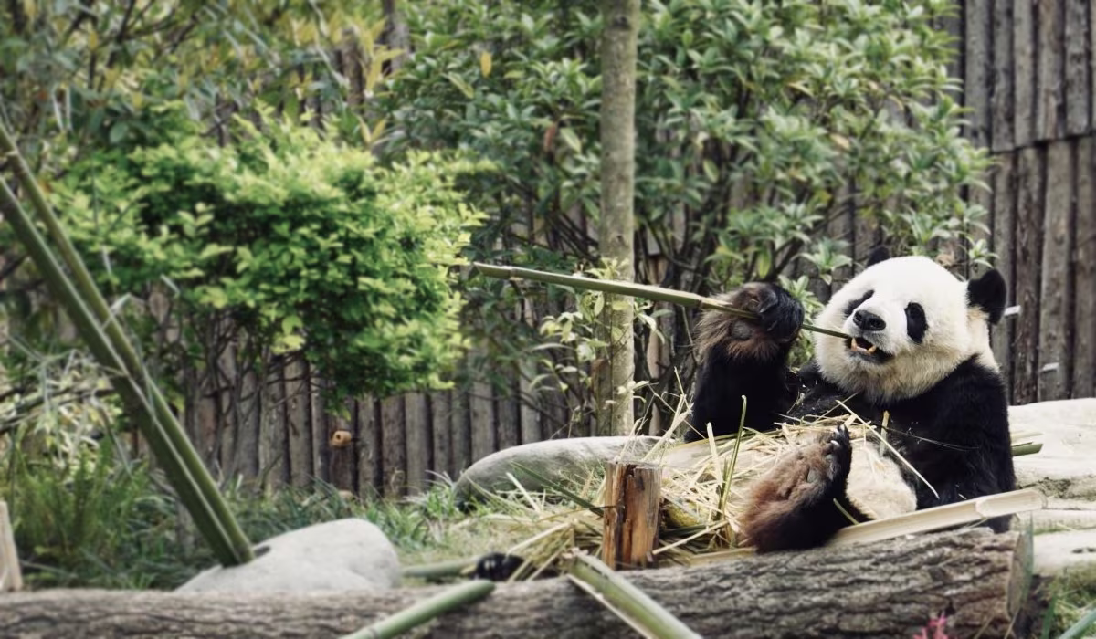 Visit Chengdu Giant Panda Base