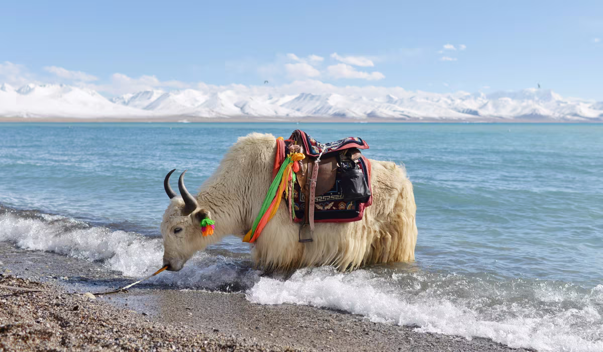 Chengdu Tibet Namtso Lake Tour