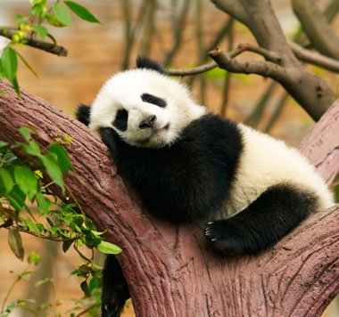 Chengdu Tibet Nepal Tour