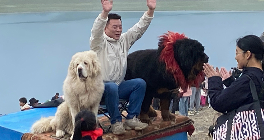 Tibetan Mastiff