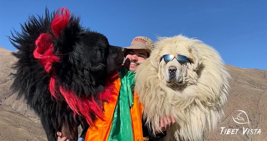 Tibetan Mastiff