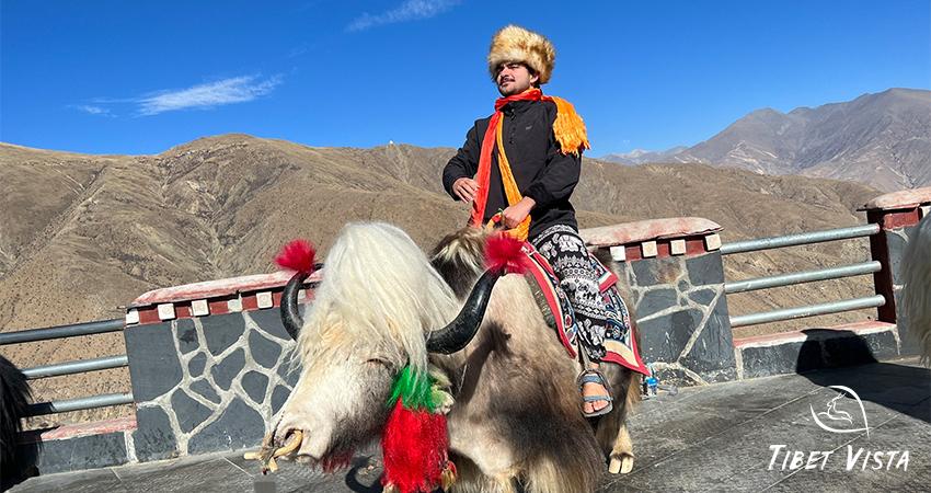 Tibetan Yaks