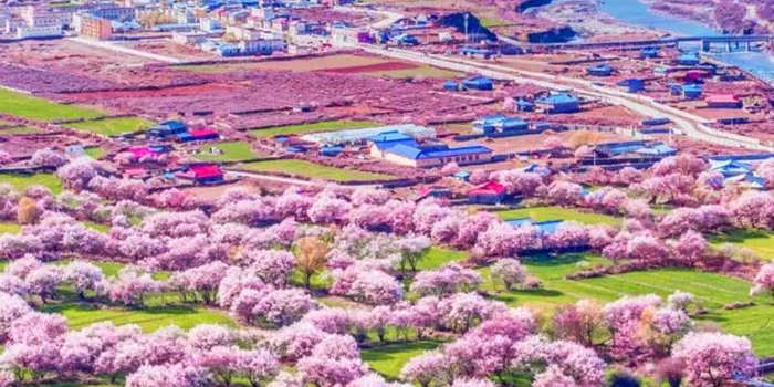 10 Days Nyingchi Peach Blossom Festival Small Group Tour with Everest Base Camp