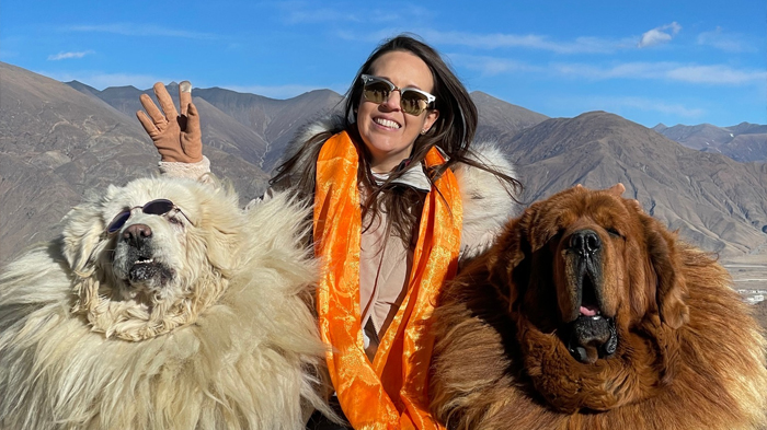 Take a Photo with Tibetan Mastiffs