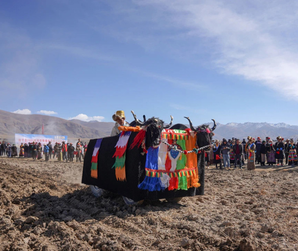 spring plough by tractor