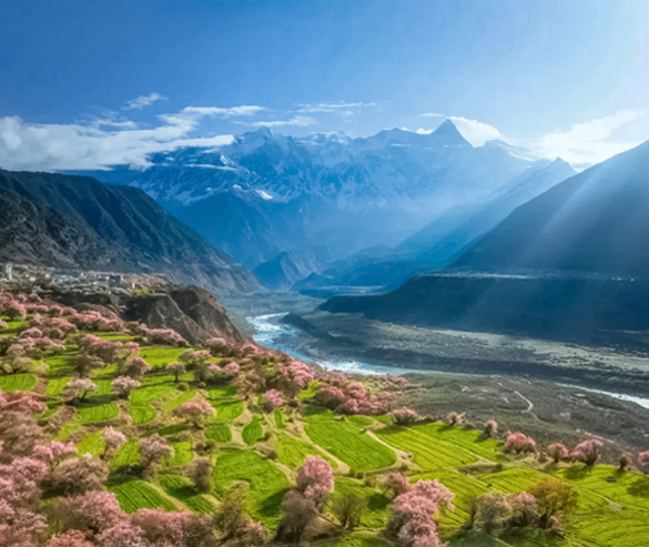 stunning nyingchi peach blossoms in nyingchi spring