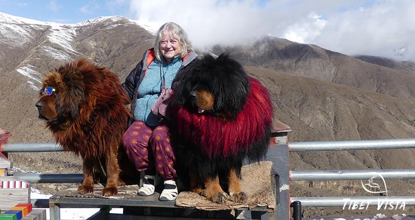 take a photo with Tibetan Mastiffs by Yamdrok Lake