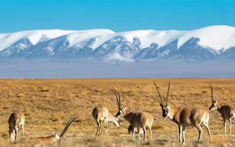 Tibet Train Tour in Different Seasons: When is the Best Time for a Stunning View of Tibet Railway