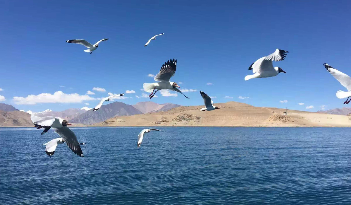 Tibet Winter Bird Watching