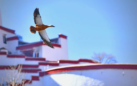 Highlights of Tibet Winter Tour: Low Cost, Clear Views of Everest & Vibrant Festivals