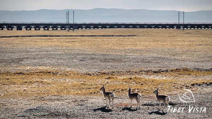 Tibetan Antelope with Qingha-Tibet Railway