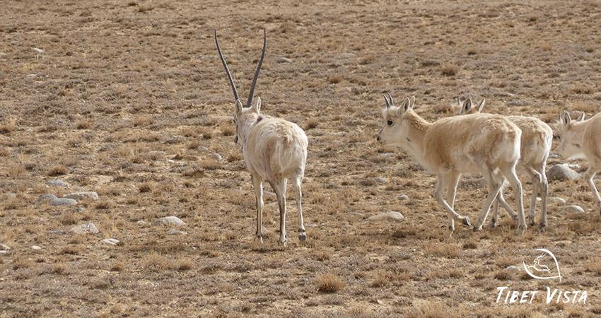 Tibetan wildlife
