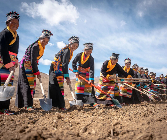tibetan women plough the field