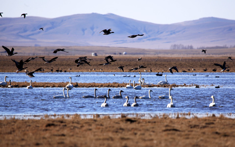 Top Six Places to Enjoy Wild Birds in Lhasa in Winter