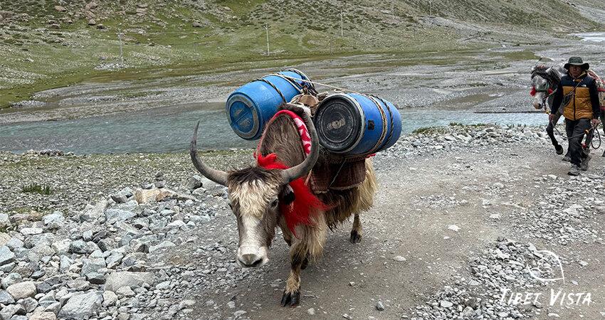 Tibet yaks.