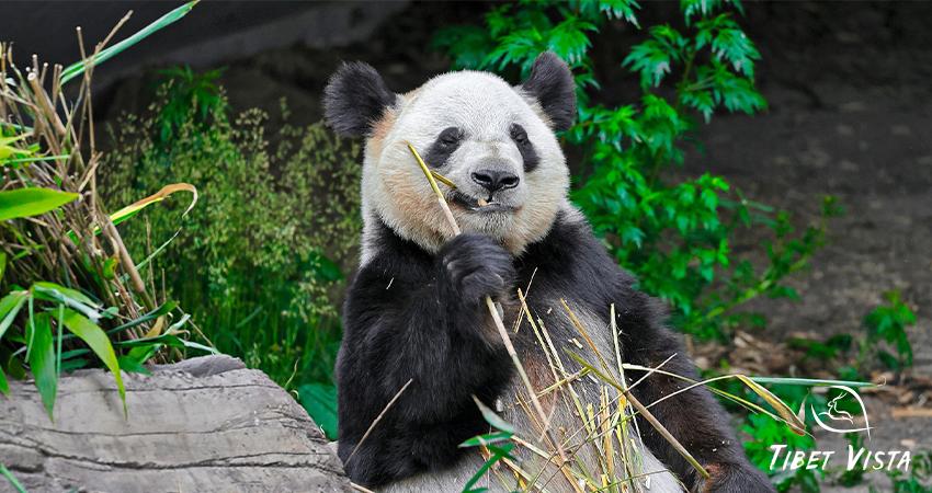 Adorable Panda