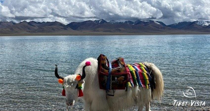 Tibetan yak.