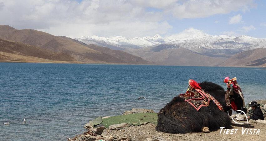 Visit Yamdrok Lake