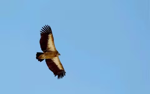 Sky Burial in Tibet: Exploring the Unique Customs of Tibetan Funeral