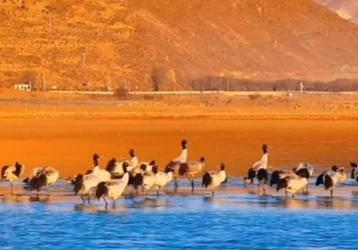 Traveler photo: During dusk at a holy lake in Tibet, black-necked cranes display graceful resting postures in golden ripples. (December 2025)