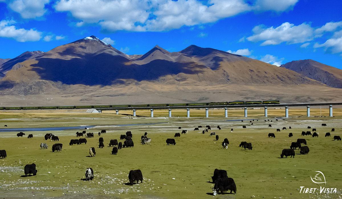 xining lhasa train runs on tibetan plateau