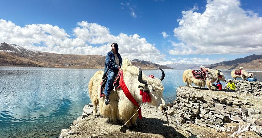 Yamdrok Lake Tibetan yak