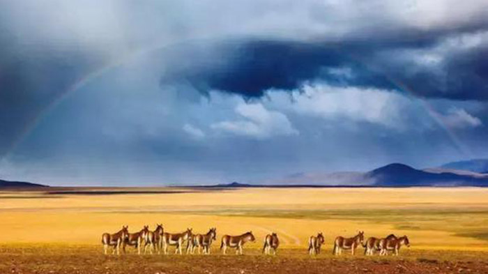 Kekexili Natural Reserve